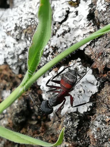 Camponotus cruentatus photo 17