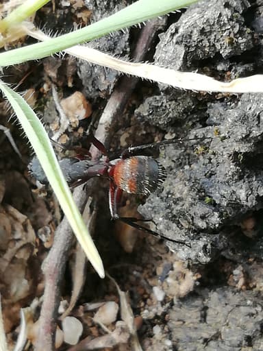 Camponotus cruentatus photo 18