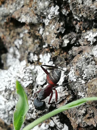 Camponotus cruentatus photo 20