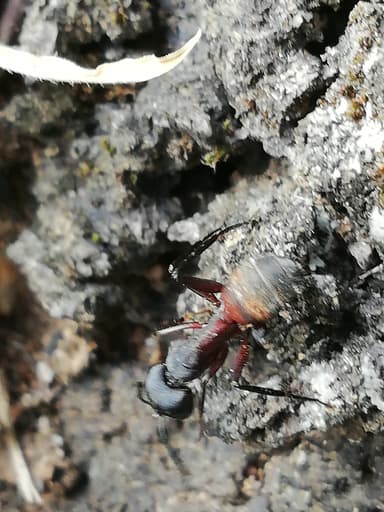 Camponotus cruentatus photo 21