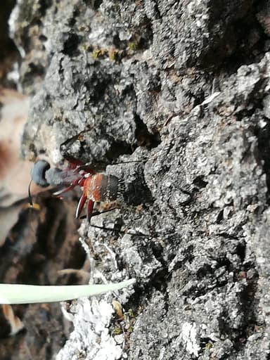 Camponotus cruentatus photo 22