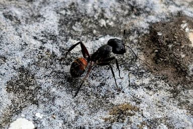 Camponotus cruentatus photo 24
