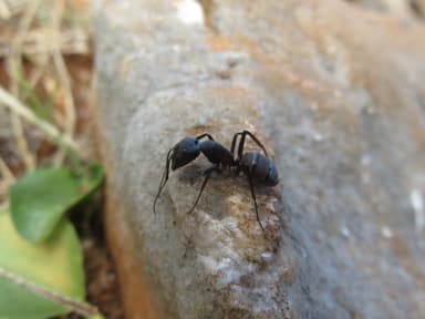 Camponotus cruentatus photo 26