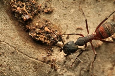 Camponotus cruentatus photo 27