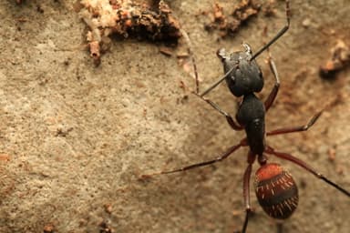 Camponotus cruentatus photo 28