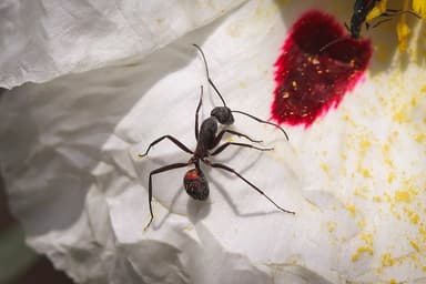 Camponotus cruentatus photo 31
