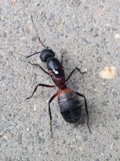 Camponotus cruentatus photo 34