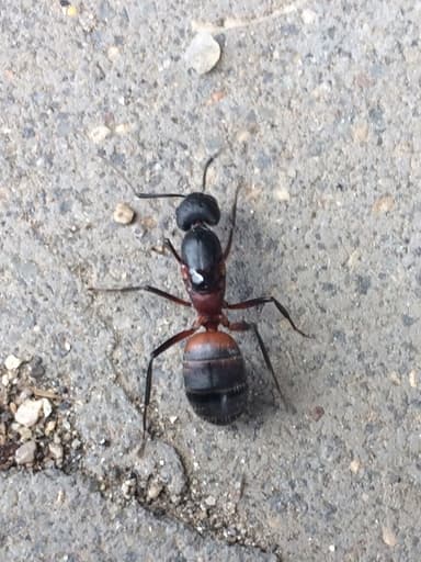 Camponotus cruentatus photo 36