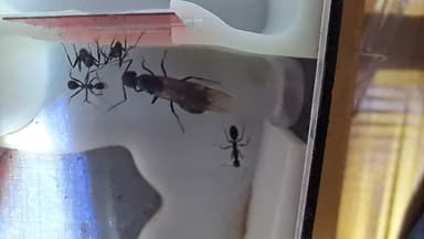 Camponotus cruentatus photo 48