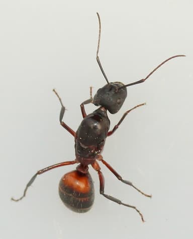 Camponotus cruentatus photo 59