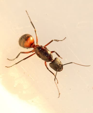 Camponotus cruentatus photo 60
