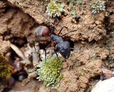 Camponotus cruentatus photo 71