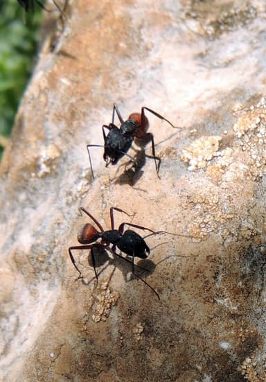 Camponotus cruentatus photo 75