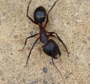 Camponotus cruentatus photo 5