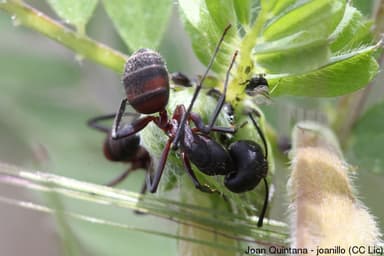 Camponotus cruentatus photo 7