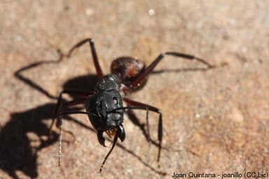 Camponotus cruentatus photo 8