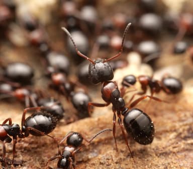 Camponotus dalmaticus photo 6