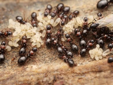 Camponotus dalmaticus photo 7