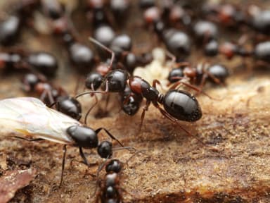Camponotus dalmaticus photo 8