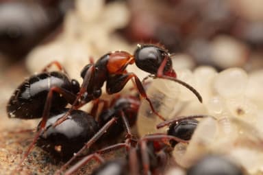 Camponotus dalmaticus photo 10
