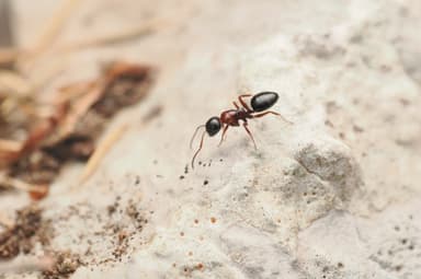 Camponotus dalmaticus photo 11