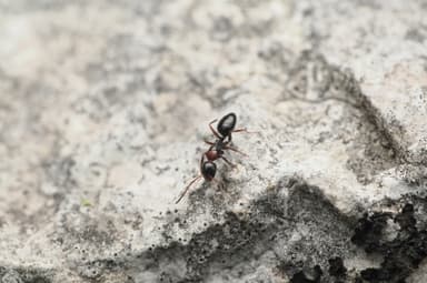 Camponotus dalmaticus photo 13