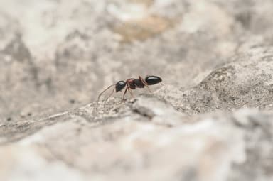 Camponotus dalmaticus photo 14