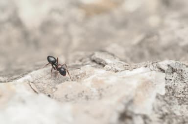 Camponotus dalmaticus photo 15