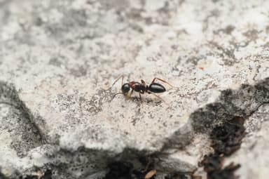 Camponotus dalmaticus photo 16