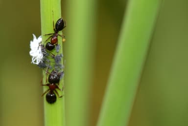 Camponotus dalmaticus photo 17
