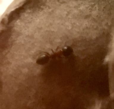 Camponotus dalmaticus photo 18