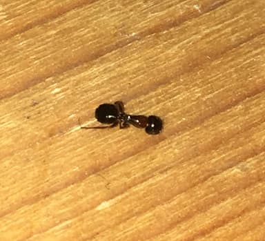 Camponotus dalmaticus photo 19