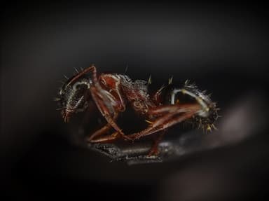Camponotus dalmaticus photo 21