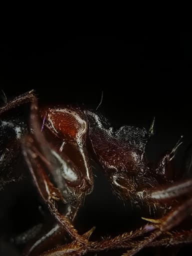 Camponotus dalmaticus photo 26