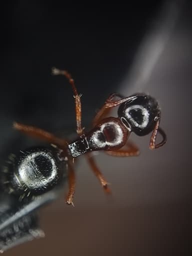 Camponotus dalmaticus photo 31
