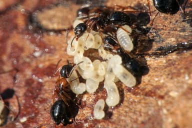 Camponotus dalmaticus photo 33