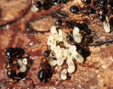 Camponotus dalmaticus photo 34