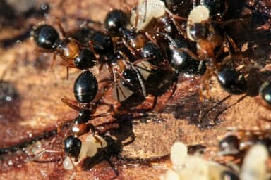 Camponotus dalmaticus photo 35