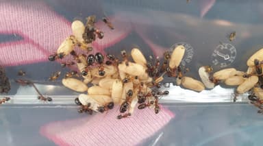 Camponotus dalmaticus photo 36