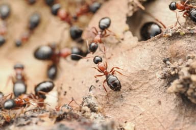 Camponotus dalmaticus photo 38