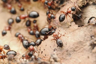 Camponotus dalmaticus photo 39