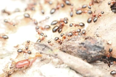 Camponotus dalmaticus photo 40