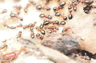 Camponotus dalmaticus photo 41
