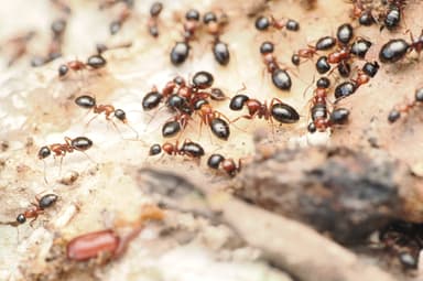 Camponotus dalmaticus photo 42