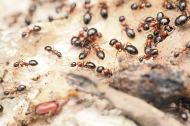 Camponotus dalmaticus photo 43