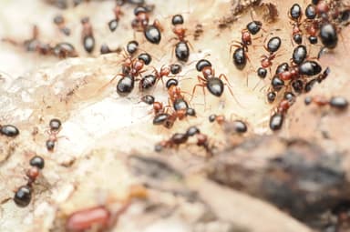 Camponotus dalmaticus photo 44