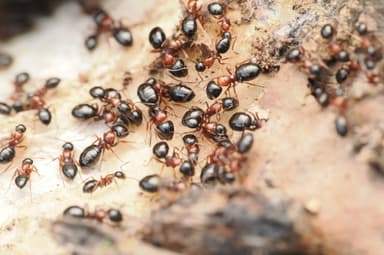 Camponotus dalmaticus photo 45