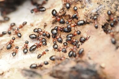 Camponotus dalmaticus photo 46