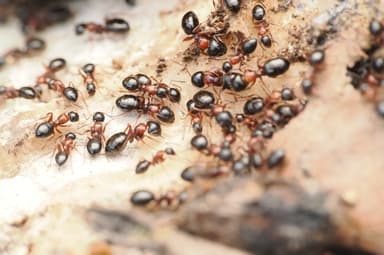 Camponotus dalmaticus photo 47