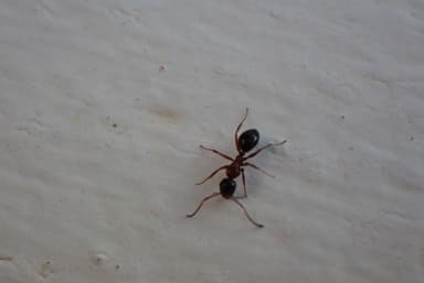 Camponotus dalmaticus photo 48